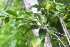 Securinega durissima Bois dur Phyllanthaceae Indigène la Réunion 7033.jpeg