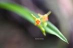 Stichorkis disticha ( Liparis disticha) Orchidaceae Indigène La Réunion 7149.jpeg