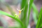 Stichorkis disticha (Liparis disticha) Orchidaceae Indigène La Réunion 7141.jpeg