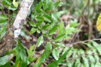 Turraea thouarsiana Bois de quivi Meliaceae Endémique La Réunion, Maurice 7007.jpeg
