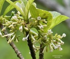 Antirhea borbonica  Bois  d’osto .( inflorescences en cymes scorpioides ) rubiaceae.endémique Réunion Maurice Madagascar.jpeg