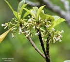 Antirhea borbonica  Bois  d’osto rubiaceae.endémique Réunion Maurice.jpeg