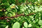 Breynia retusa.mourongue marron.bois corbeau.phyllanthaceae.espèce envahissante..jpeg