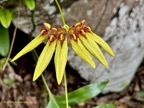 Bulbophyllum longiflorum.orchidaceae.indigène Réunion..jpeg