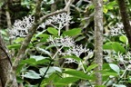 Chassalia corallioides Bois de corail  bois de lousteau .( inflorescences à l'arrière plan ) rubiaceae.endémique Réunion..jpeg