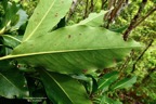 Coptosperma borbonicum.bois de pintade.( nervation face inférieure des feuilles )rubiaceae.endémique Réunion Maurice. (1).jpeg
