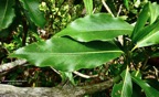 Coptosperma borbonicum.bois de pintade.( nervation face supérieure des feuilles . )rubiaceae.endémique Réunion Maurice..jpeg