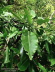 Coptosperma borbonicum.bois de pintade.rubiaceae.endémique Réunion Maurice..jpeg