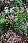 Cryptopus elatus .liane camaron.gros faham;orchidaceae.endémique Réunion Maurice (1).jpeg