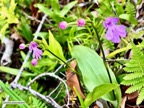 Cynorkis purpurascens.orchidaceae.endémique Madagascar Mascareignes..jpeg