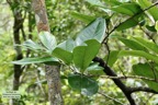 Diospyros borbonica .bois noir des hauts. ( feuillage ) .ebenaceae.endémique Réunion..jpeg