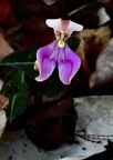 Disperis cordata.orchidaceae.endémique Madagascar Mascareignes. (1).jpeg