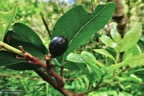 Doratoxylon apetalum var apetalum. ( fruit mûr )Bois de gaulette sapindaceae.indigène Réunion..jpeg