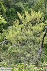 Erythroxylum hypericifolium.bois d’huile.erythroxylaceae.endémique Réunion Maurice..jpeg