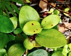 Eugenia buxifolia  Bois  de  nèfles à petites feuilles. (avec un fruit vert ) myrtaceae. endémique  Réunion..jpeg