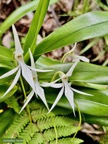 Jumellea recta. orchidaceae.endémique Réunion Maurice Rodrigues..jpeg