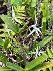 Jumellea recta.( éperon coudé à angle droit à sa base ).  orchidaceae.endémique Réunion Maurice Rodrigues..jpeg