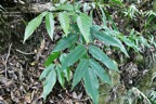 Leea guineensis.bois de sureau.vitaceae.indigène Réunion..jpeg