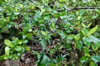Myonima obovata .bois de prune marron.bois de prune rat.rubiaceae.endémique Réunion Maurice (1).jpeg