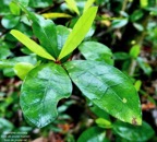 Myonima obovata .bois de prune marron.bois de prune rat.rubiaceae.endémique Réunion Maurice.jpeg