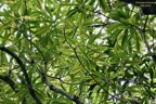 Ochrosia borbonica.bois jaune.apocynaceae.endémique Réunion Maurice. (1).jpeg