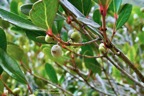Pleurostylia pachyphloea.bois d’olive grosse peau.( avec fruits )celastraceae.endémique Réunion..jpeg