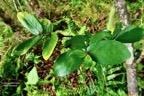 Pyrostria orbicularis.bois mussard.rubiaceae.endémique Réunion..jpeg
