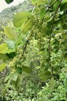 Rhus longipes.faux poivrier blanc.anacardiaceae.espèce très envahissante..jpeg