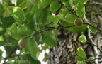 Scolopia heterophylla.bois de prune.bois de tisane rouge.( avec fruits ).salicaceae.endémique Réunion Maurice Rodrigues..jpeg
