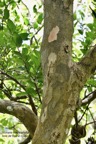 Scolopia heterophylla.bois de prune.bois de tisane rouge.salicaceae.endémique Réunion Maurice Rodrigues. (2).jpeg