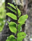 Scolopia heterophylla.bois de prune.bois de tisane rouge.salicaceae.endémique Réunion Maurice Rodrigues..jpeg