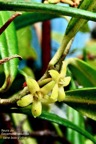 Secamone volubilis.liane bois d’olive.apocynaceae.endémique Réunion Maurice..jpeg