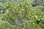 Securinega durissima.corce rouge.bois dur. ( avec fruits ) phylllanthaceae.indigène Réunion. (1).jpeg