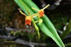 Stichorkis disicha.Liparis disticha.orchidaceae.indigène Réunion. (1).jpeg