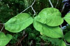 Tabernaemontana mauritiana. bois de lait.apocynaceae.endémique Réunion Maurice. (2).jpeg