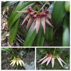 Bulbophyllum_longiflorum_EPIDENDROIDEAE_Indigene_Reunion_20230117_213331.jpg