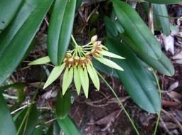 35 Bulbophyllum longiflorum  - - Orchidaceae IMG_2323.JPG