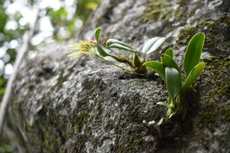 Bulbophyllum longiflorum - EPIDENDROIDEAE - Indigène Réunion_MB2_5012