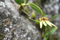 Bulbophyllum longiflorum - EPIDENDROIDEAE - Indigène Réunion_MB2_5013