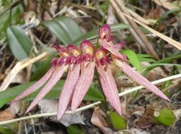 Bulbophyllum longiflorum - EPIDENDROIDEAE - Indigène Réunion_P1030328