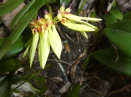 Bulbophyllum longiflorum - EPIDENDROIDEAE - Indigène Réunion_P1030330