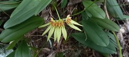 Bulbophyllum longiflorum - EPIDENDROIDEAE - Indigène Réunion_121320