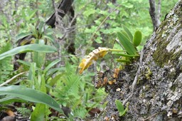 Bulbophyllum occultum - EPIDENDROIDEAE - Indigène Réunion