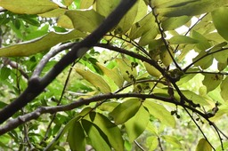 Cnestis glabra (fruits) - Mafatembois - CONNARACEAE - Indigène Réunion