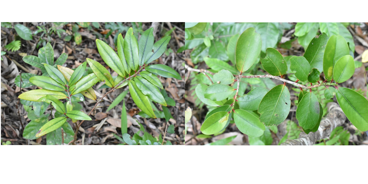 Erythroxylon laurifolium (à gauche) Erythroxylon sideroxyloides (à droite) - Bois de rongue - ERYTHROXYLACEAE - Endémique Réunion, Maurice  
