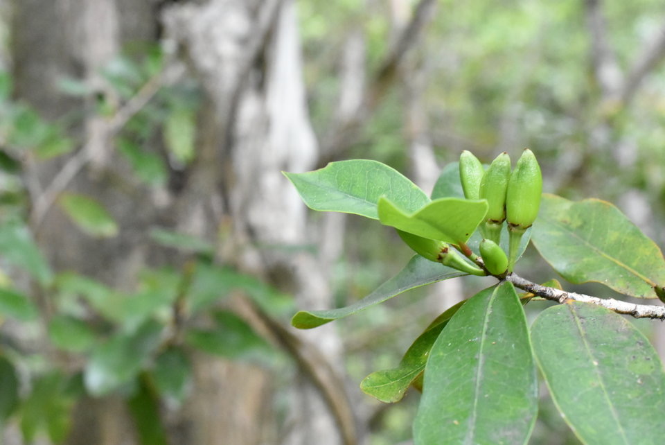 Erythroxylon sideroxyloides (fruits) Bois de rongue - ERYTHROXYLACEAE - Endémique Réunion, Maurice