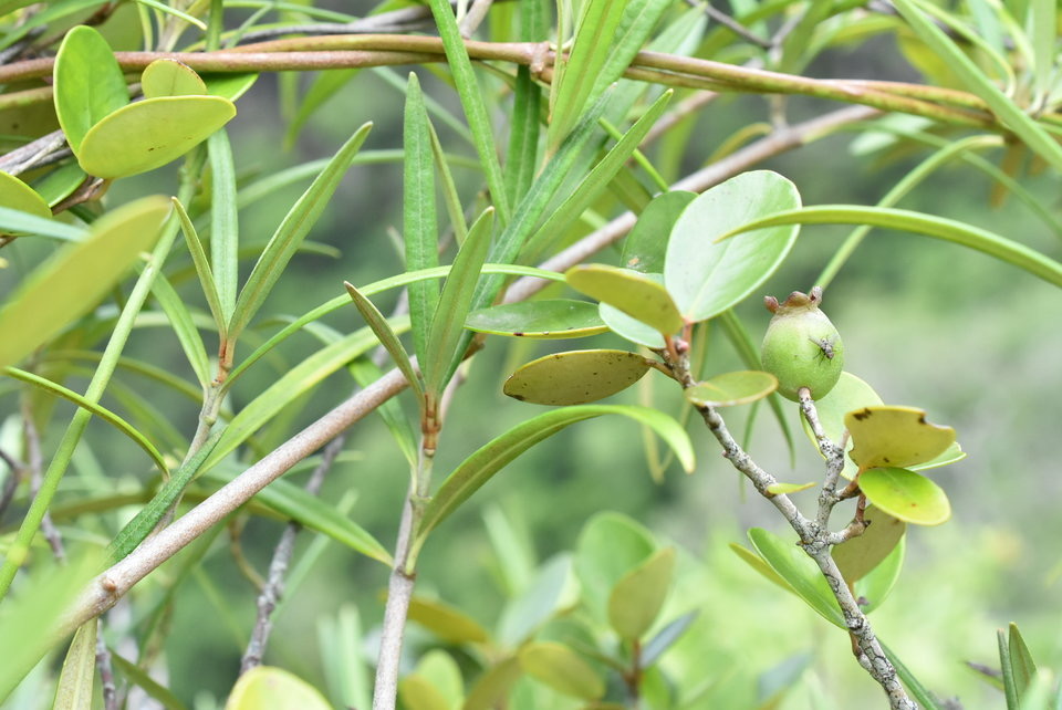Eugenia buxifolia - Bois de nèfles - MYRTACEAE - Endémique Réunion