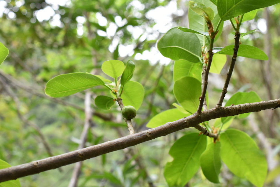 Ficus reflexa - Affouche à petites feuilles - MORACEAE - Indigène Réunion