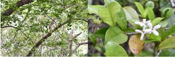 Myonima obovata - Bois de prune rat - RUBIACEAE - Endémique Réunion, Maurice