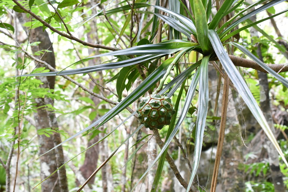 Pandanus sylestris - Petit vacoa - PANDANACEAE - Endémique Réunion
